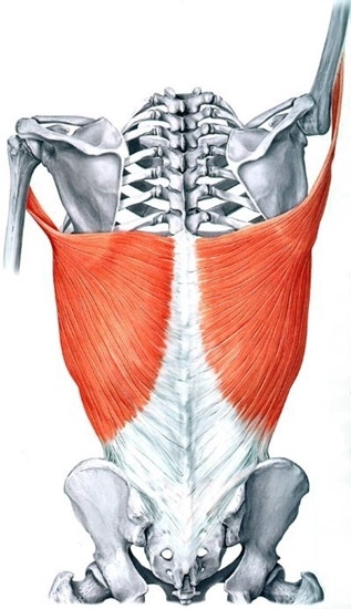 기능해부학]광배근Latissimus Dorsi,기시,정지,스트레칭,운동 : 네이버 블로그