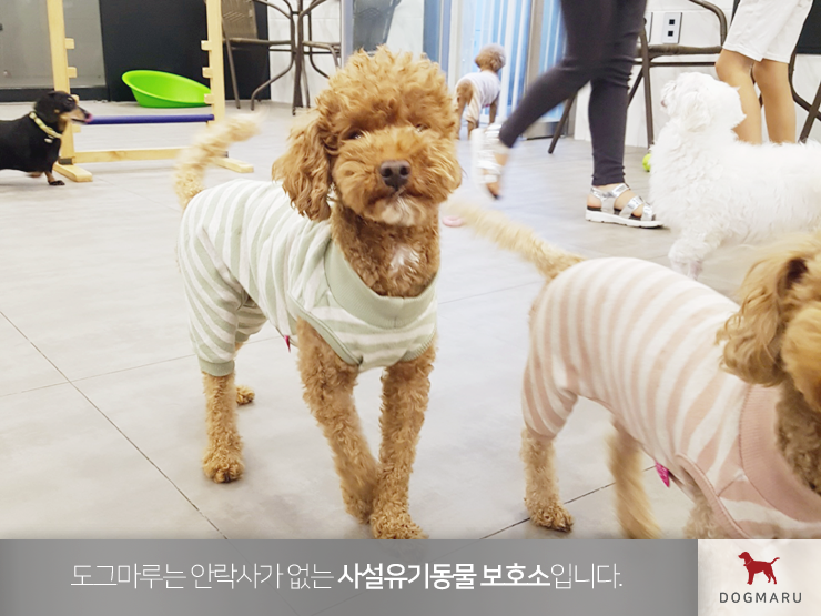 유기견입양센터 도그마루 : 네이버 블로그 유기견입양센터 도그마루 : 네이버 블로그