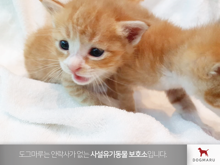 유기견입양센터 도그마루 : 네이버 블로그 유기견입양센터 도그마루 : 네이버 블로그