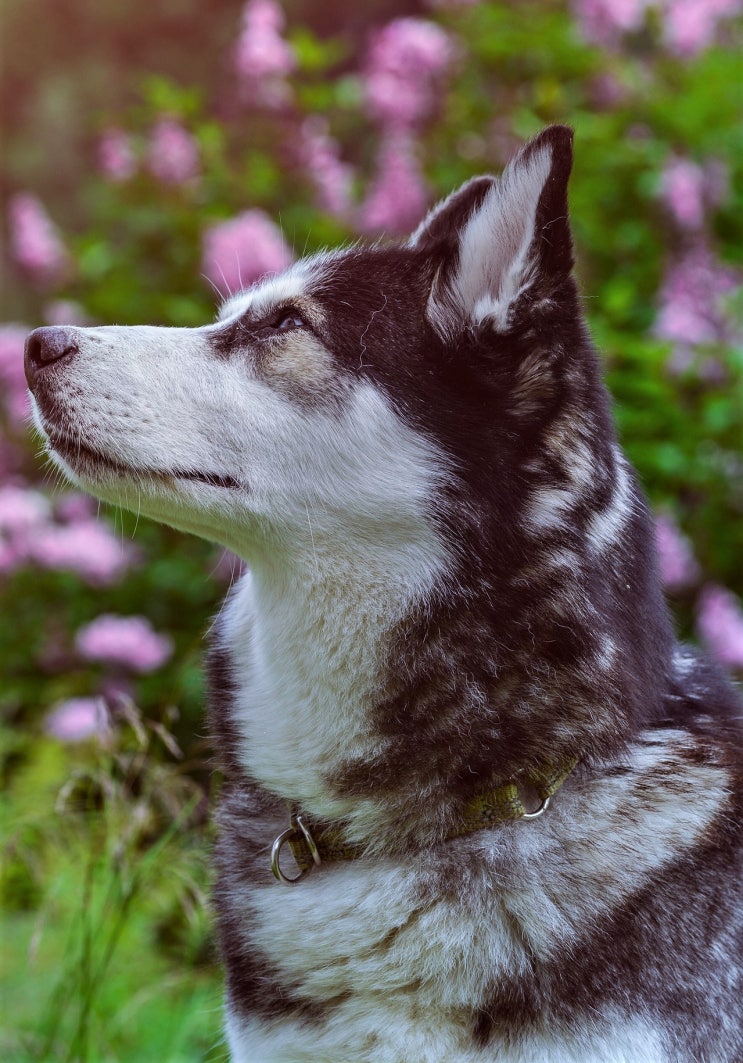  시베리안허스키 - Siberian Husky