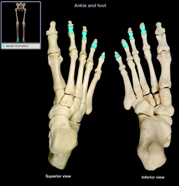 해부학_단지 신근(extensor digitorum brevis) : 네이버 블로그