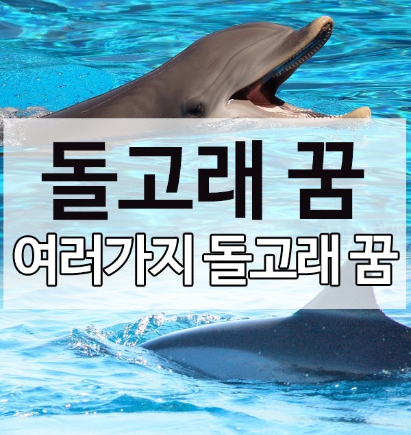 돌고래 꿈 풀이/돌고래가 나온꿈/돌고래 타는꿈/돌고래떼/태몽