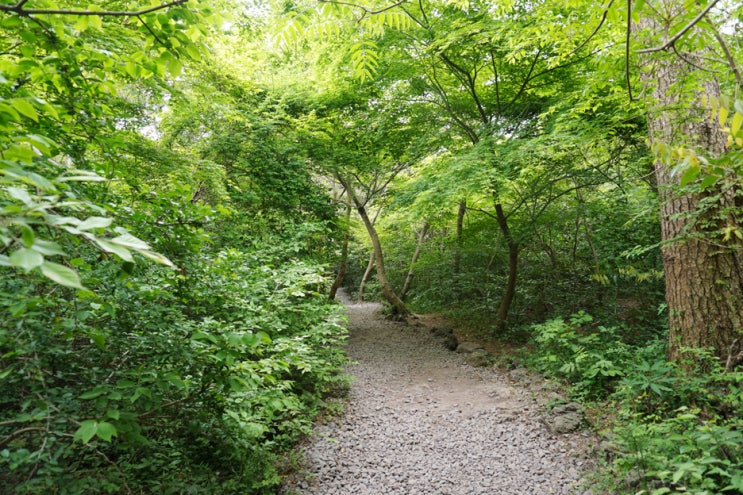  제주도여행, 산책하기 좋은 비자림 (입장료, 소요시간)