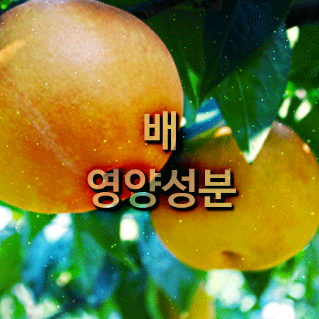  배 영양성분과 효능 성분표를 볼게요.