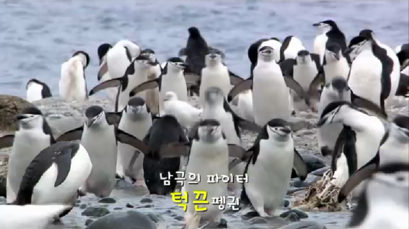 남극 펭귄의 종류/ 황제, 킹, 아델리, 젠투, 턱끈펭귄.. : 네이버 블로그
