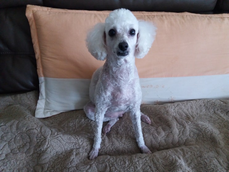  우리 집 강아지 푸들 반겨주는 모습