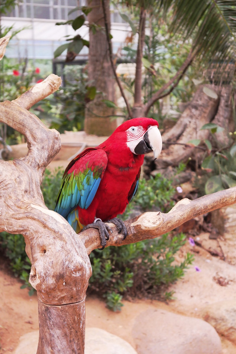 밝은 열 대 희귀 조류와 함께. 터 컨 (Toucan), Hornbill (Hornbill), 떼지어 있는 파리 잡이 새, 다 세포 열  대밝은 새. 수집용 가마우지귀여운 새들이 나뭇가지에 앉아 있습니다. 반사기의예, 고립되다 스톡 벡터 - ©, image size:800x1200