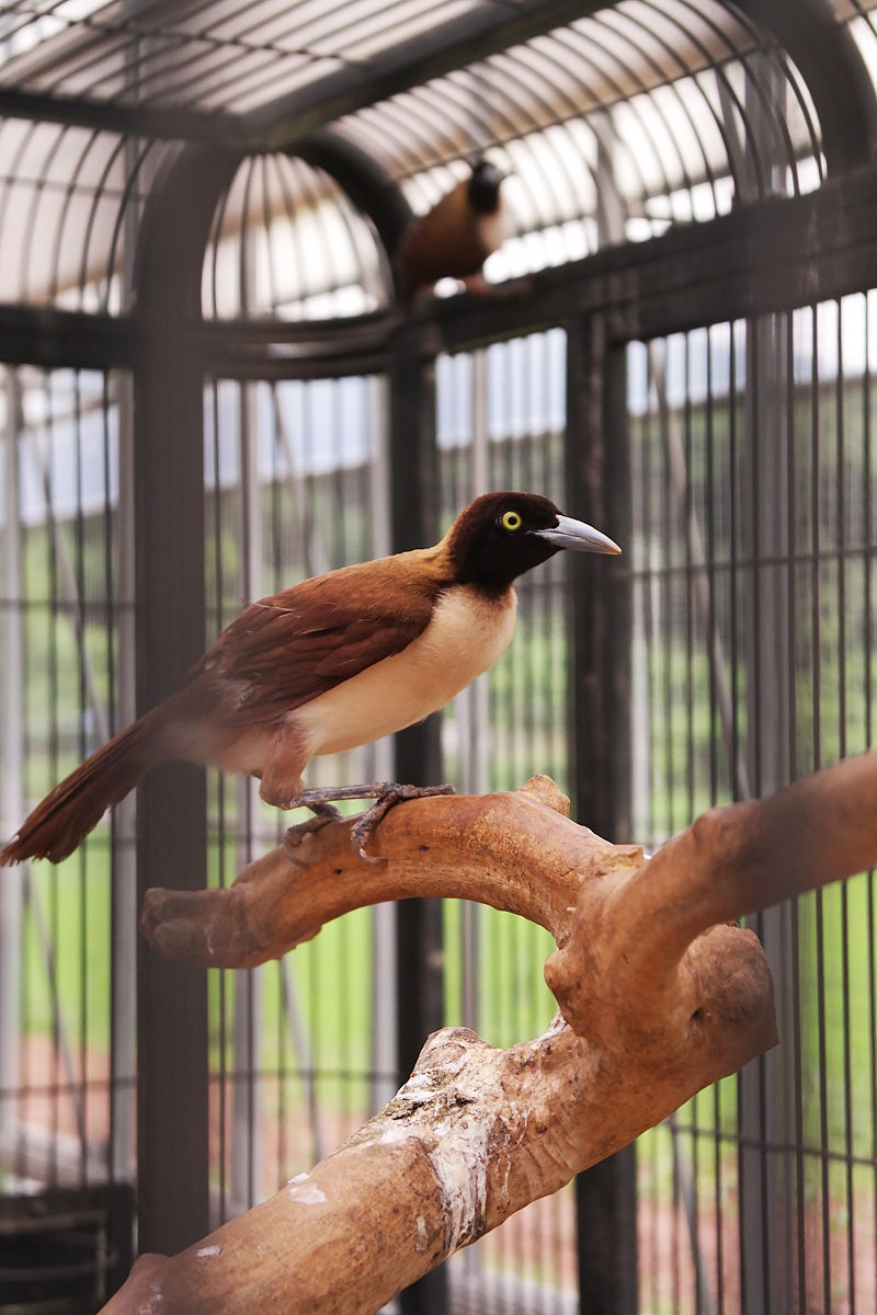 발톱과 깃털이 달린 의자 아름다운 참새목 새들이 날아다니는 모습 및 무료 다운로드를위한 그림 - Pngtree, image size:800x1200