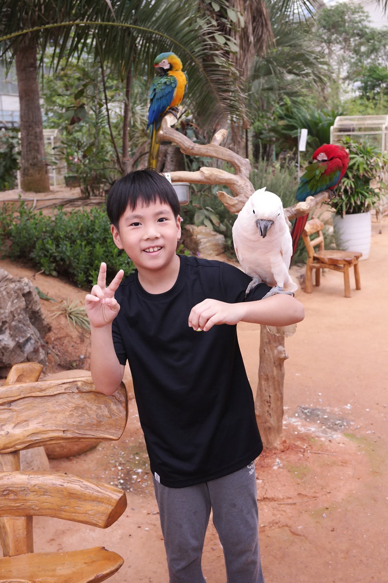 조류의 과에요 남아메리카 토착종물새 — 스톡 사진 © HokuShine #439991140, image size:800x1200