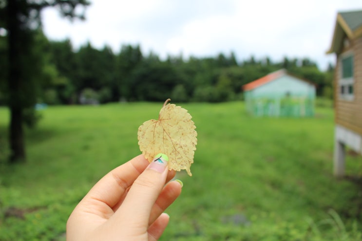  제주 물영아리 오름(영화 늑대소년 촬영지)