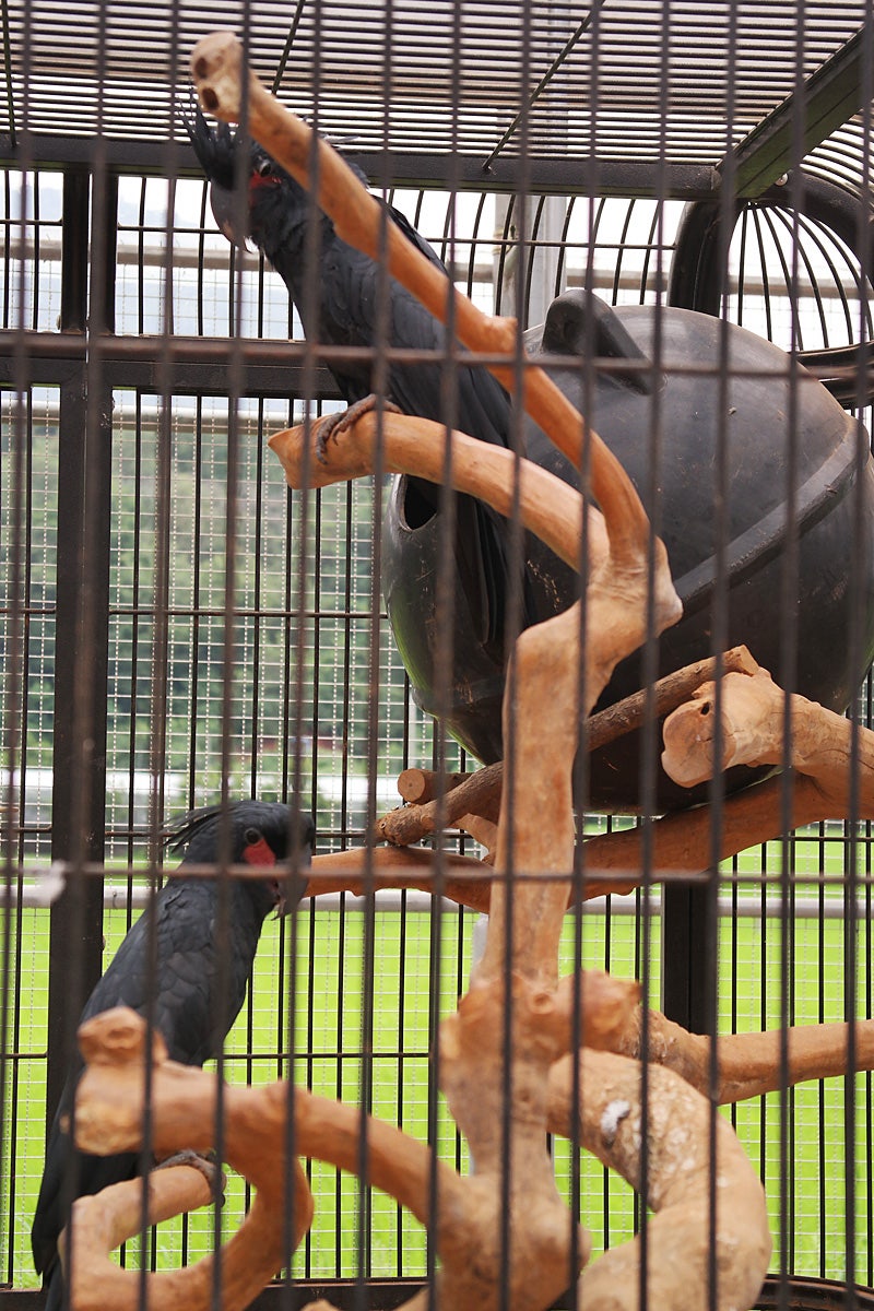 클로젯}[풀구성 25ss]디올 오블리크 새들 폰 홀더 백 | 후루츠패밀리, image size:800x1200