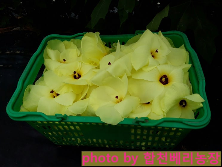  금화규(황금해바라기) 효능 끝내줘요!