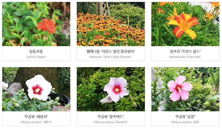 여름에 피는 예쁜 꽃 이름과 종류 (아침고요수목원 8월 풍경사진) : 네이버 블로그