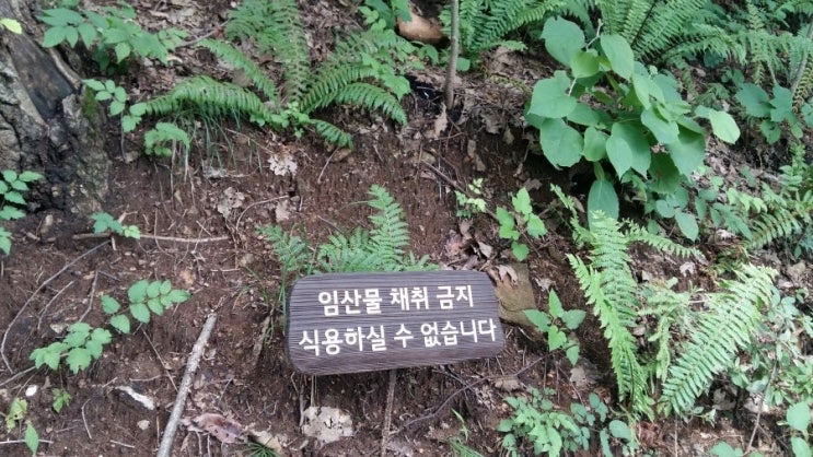  피톤치드 가득 숨쉬는 화담숲속을 걸어요 같이~~~