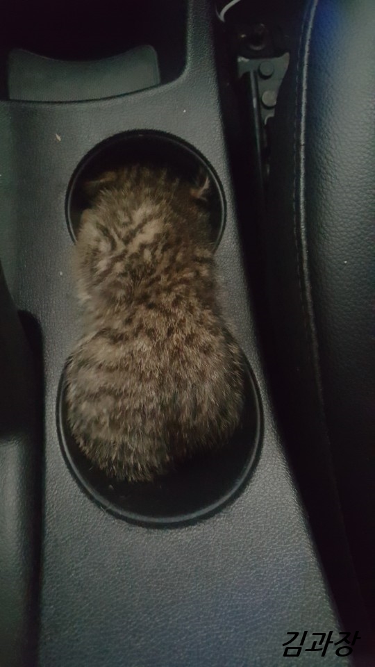  새끼 고양이 구조