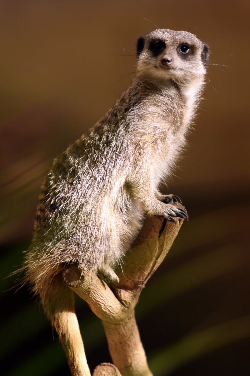 런던에 오래 살아도 적응안되는것중 하나. 야생동물들.. 집앞에 메론만한 고슴도치가 항상온다.. 여우는 3마리씩 와서 음식물 쓰레기통을  다 파헤친다!! 런던생활, image size:800x1200