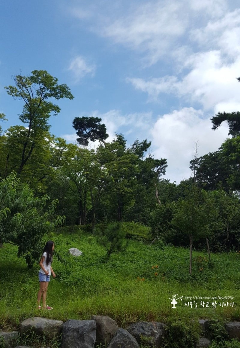 재미있고 신기한 식물의 광합성 작용 실험, 엽록소 추출 실험, 증산작용!! : 네이버 블로그, image size:800x1158