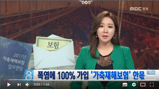 MBC충북 NEWS 170814 100% 가입, 폭염에 '가축재해보험' 한몫 