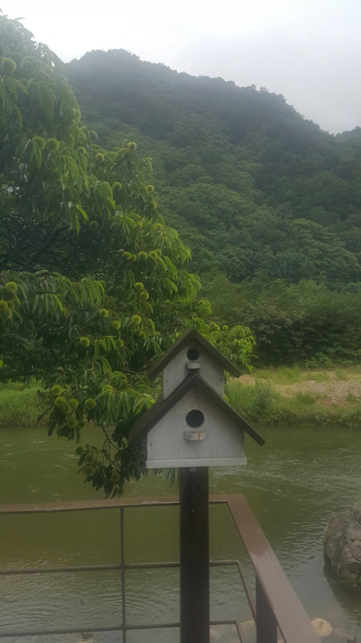  인제 맛집 : Schnee 계곡 옆 이쁜 카페 "슈네화덕피자카페"