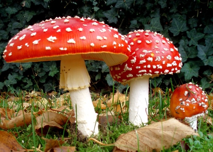 독버섯 종류 식용버섯과 구별법 과연? : 네이버 블로그