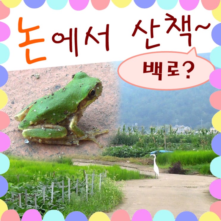  사슴벌레 집 나무 주우러 논 산책 (백로, 개구리)