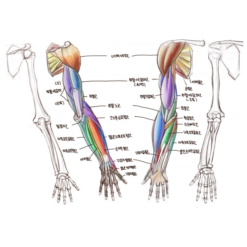 미술해부학 -아래팔근육 (굽힘근S) : 네이버 블로그