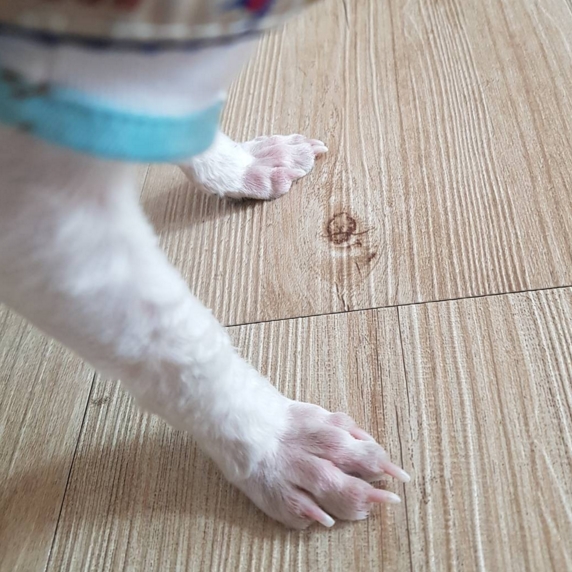  강아지 발씻기기 어렵지 않아요