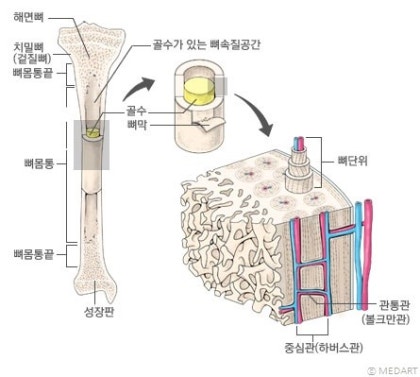 개의 골수 뼈는 안전한가요