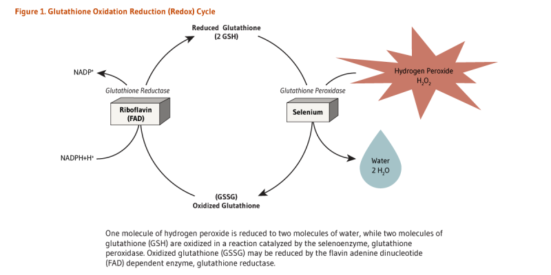 glutathione 뜻 What is glutathione and why must we protect patient access to it?