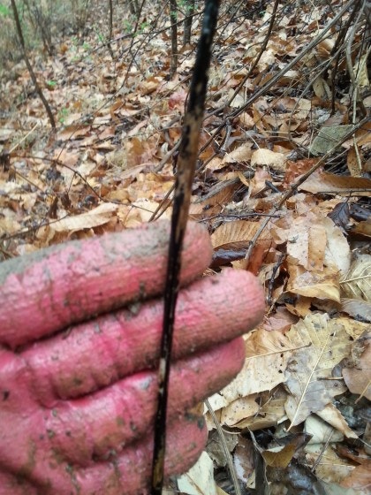 백하수오 효능과 차 먹는법 [말린 10