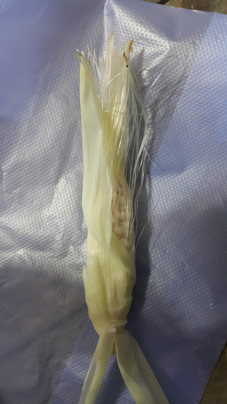  옥수수수염 및 옥수수 속대 채취