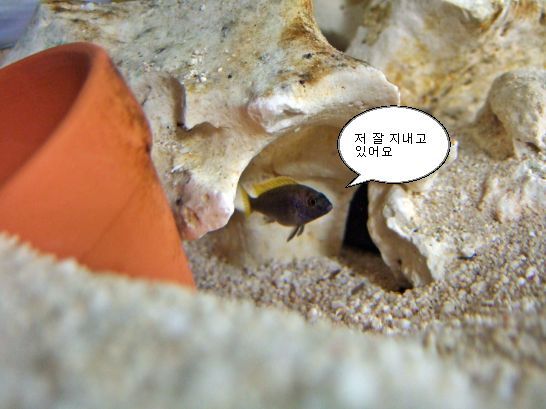  살아남은 아세이..
