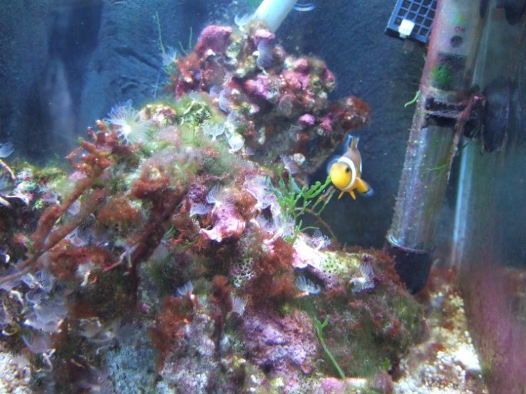  Red Slime Remover(레드슬라임 리무버:시아노제거제)