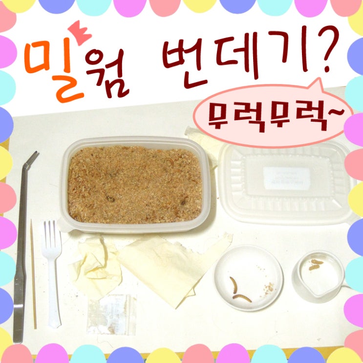  밀웜 키우기 - 번데기 신기해요