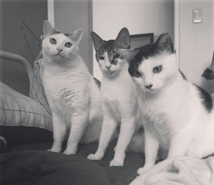  [집사일기] 꽁냥꽁냥 고양이 세마리