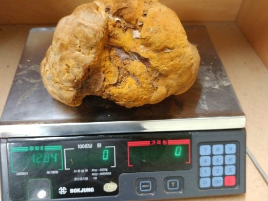 1.3kg 대물 분비상황 채취 고산산행