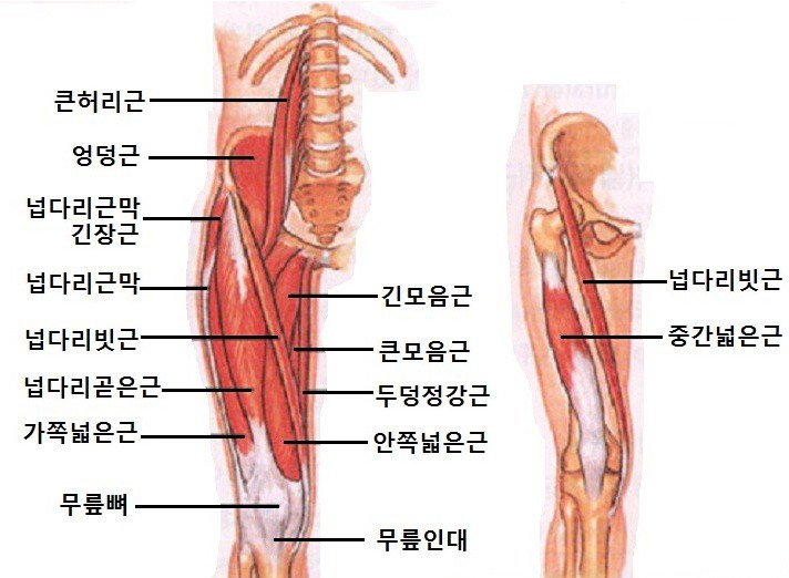 Wl 통증 허벅 뒤쪽 허벅지 근육