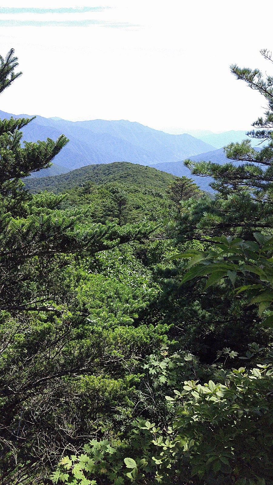 왼골 사진 1