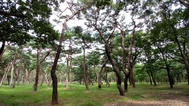 경주 황성공원 숲속 길 전경과 김유신장군 동상