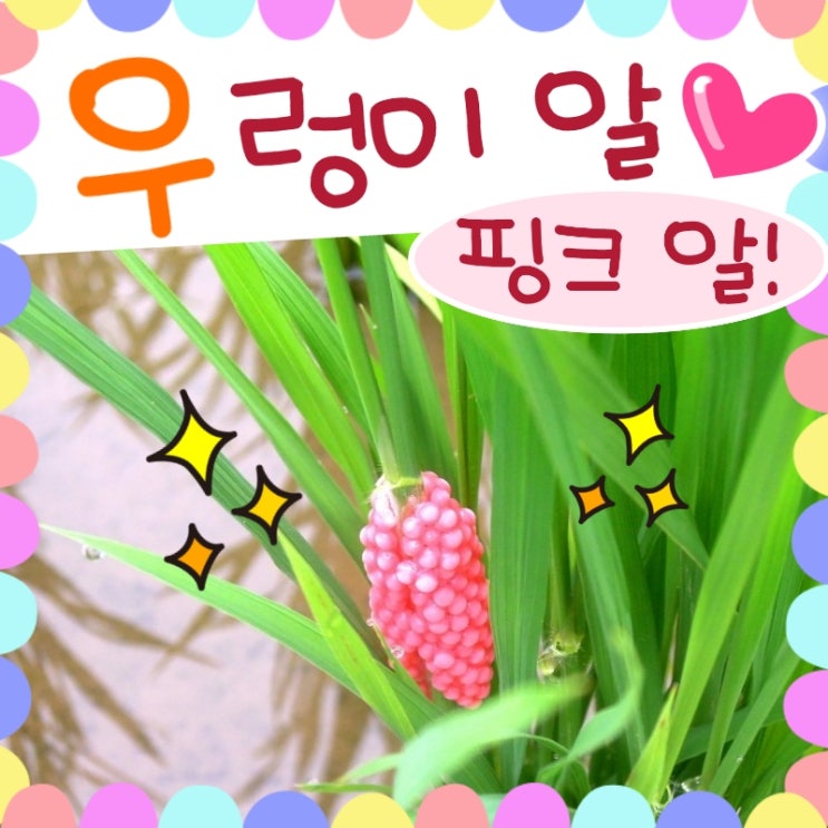  우렁이 알 낳는 모습, 벼꽃 같은 우렁이알