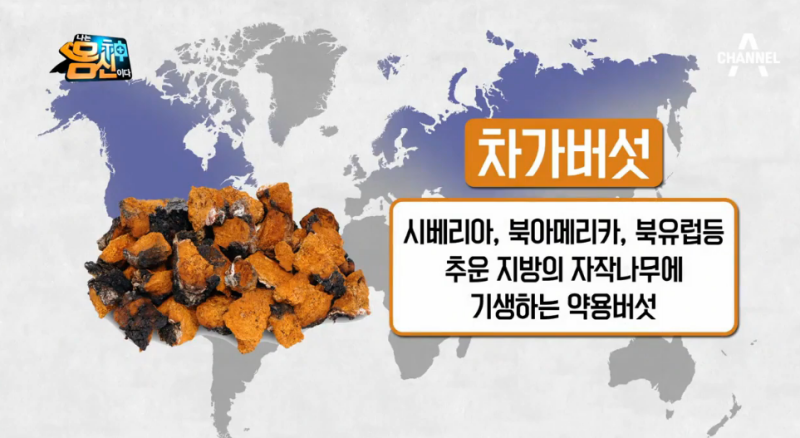 면역력에 좋은 차가버섯의 효능과 부작용, 먹는법