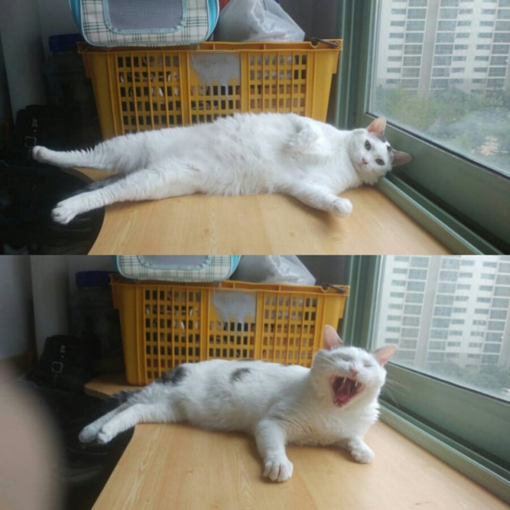  [집사일기] 내사랑 고양이 레오 메이 제이