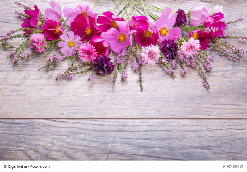 코스모스 이미지ㅣ 가을꽃 이미지인 코스모스를 만나 보세요! : 네이버 블로그