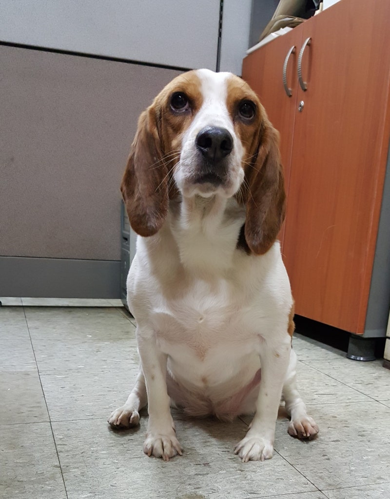 강아지 비글에 대한 오해와 진실 (?) : 네이버 블로그, image size:800x1025