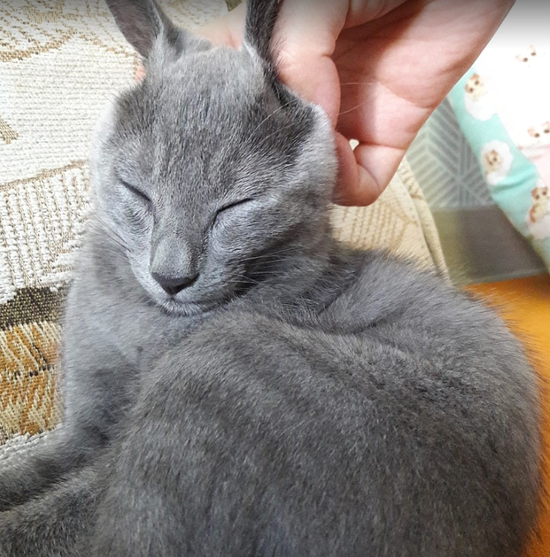  [러시안블루 82일차]러시안토끼 한마리~ㅋㅋㅋ