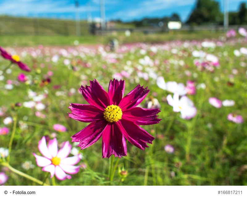 코스모스 이미지ㅣ 가을꽃 이미지인 코스모스를 만나 보세요! : 네이버 블로그
