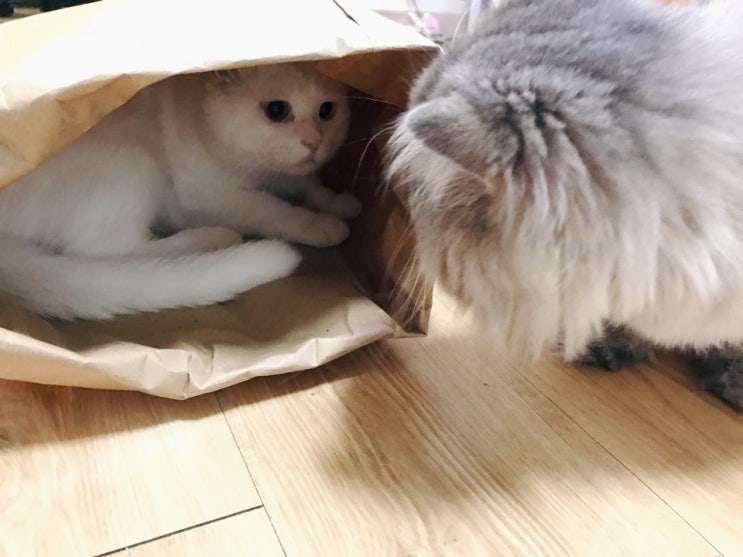 시크릿페이퍼하우스 : 냥이 숨숨집용으로 딱 시크릿페이퍼하우스 : 냥이 숨숨집용으로 딱