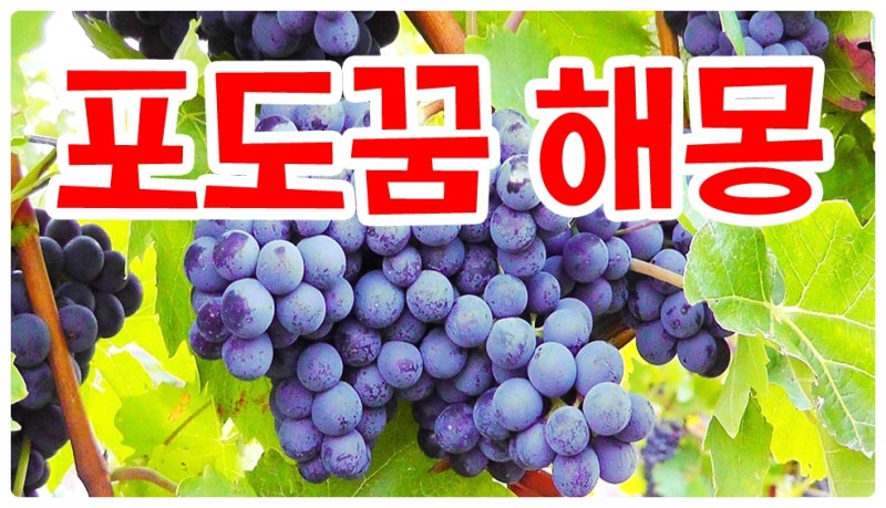 포도꿈 먹는꿈 따는꿈 사는꿈 받는꿈 청포도꿈 해몽