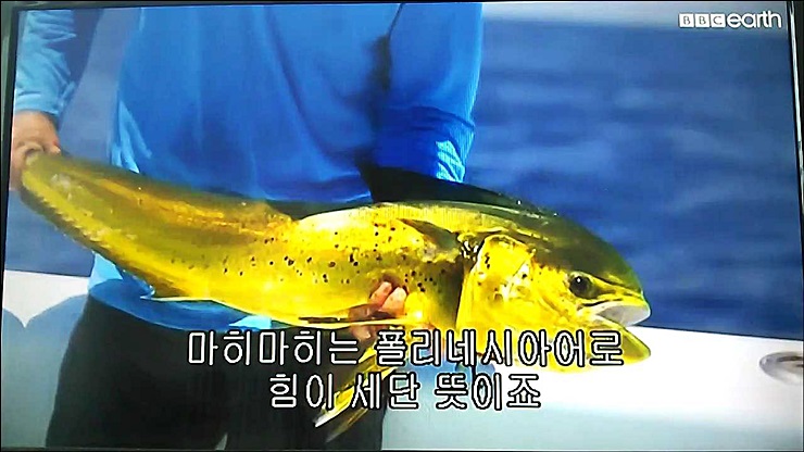 만새기, 거대 메기, 청새치, 돛새치 모음.