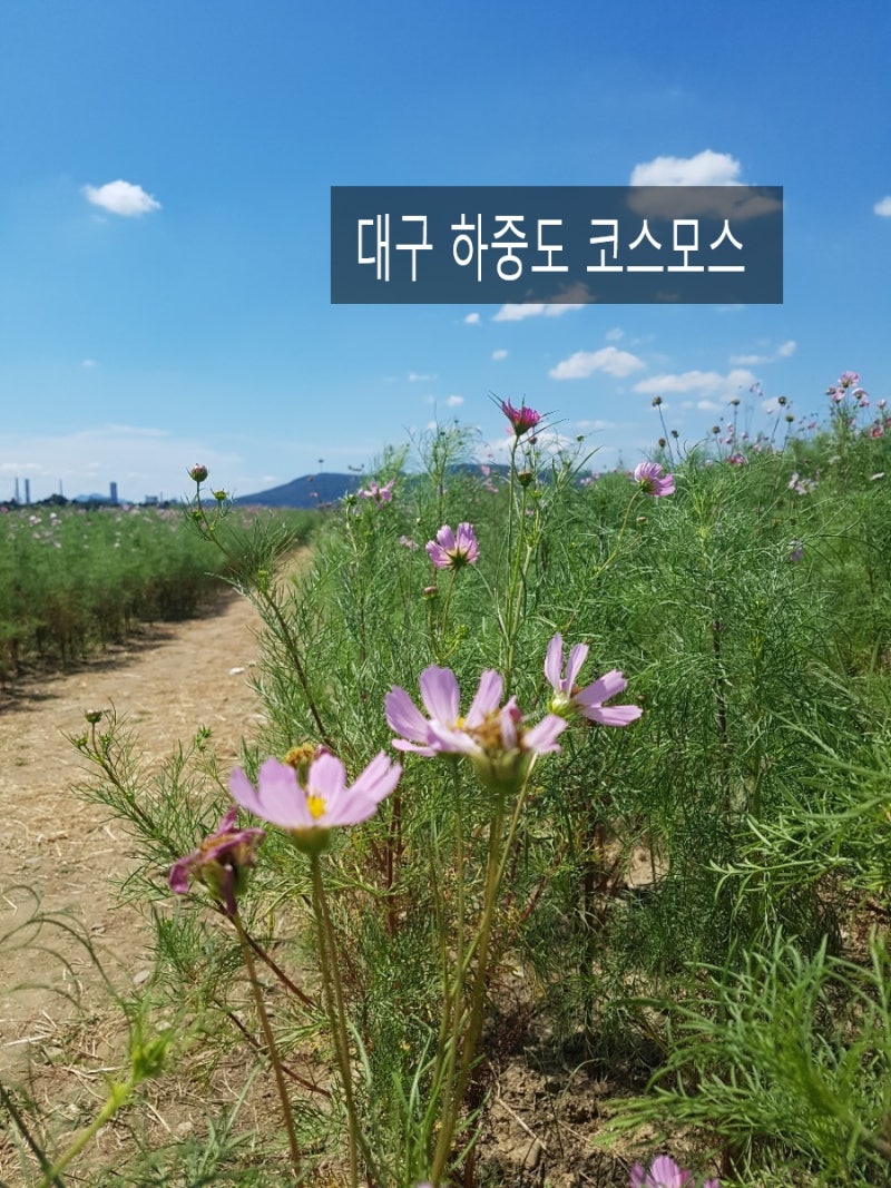 하중도 코스모스#대구하중도#9월 여행지 추천#대구 가을 여행 하중도 코스모스 나들이 다녀....